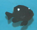 Domino damselfish thumbnail